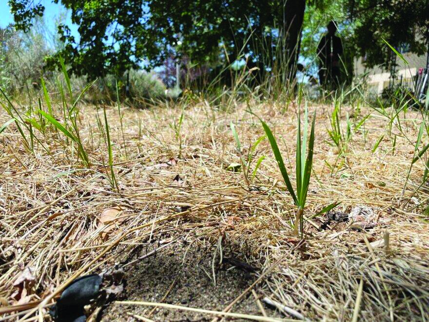 Wildfire risk high in NH this summer due to dry conditions